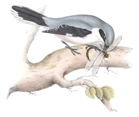 Plate 66 of Gould's The Birds of Europe: Great Gray Shrike (Lanius excubitor)