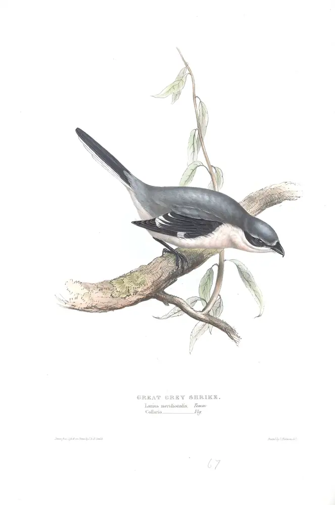 The whole sheet of plate 67, with its engraved caption