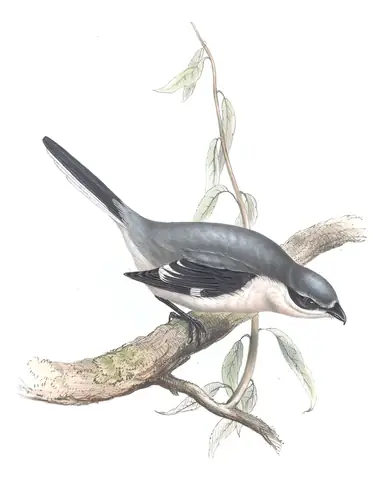 Plate 67 of Gould's The Birds of Europe: Iberian Gray Shrike (Lanius meridionalis)