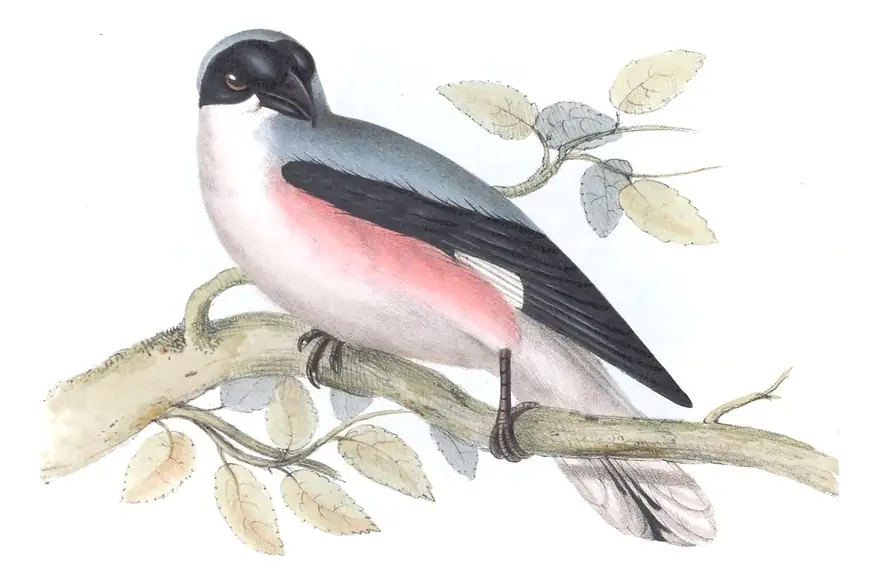 Plate 68 of Gould's The Birds of Europe: Lesser Gray Shrike (Lanius minor)