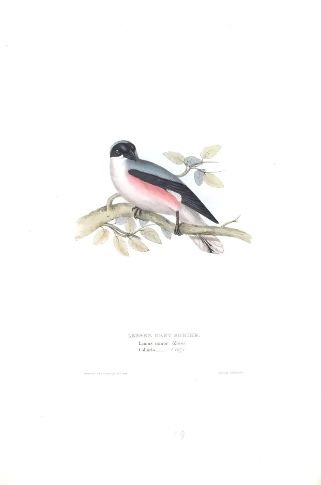 The whole sheet of plate 68, with its engraved caption