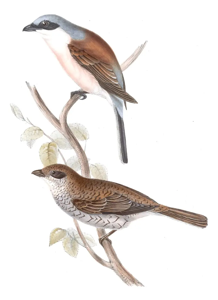 Plate 69 of Gould's The Birds of Europe: Red-backed Shrike (Lanius collurio)