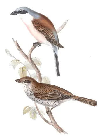 Plate 69 of Gould's The Birds of Europe: Red-backed Shrike (Lanius collurio)