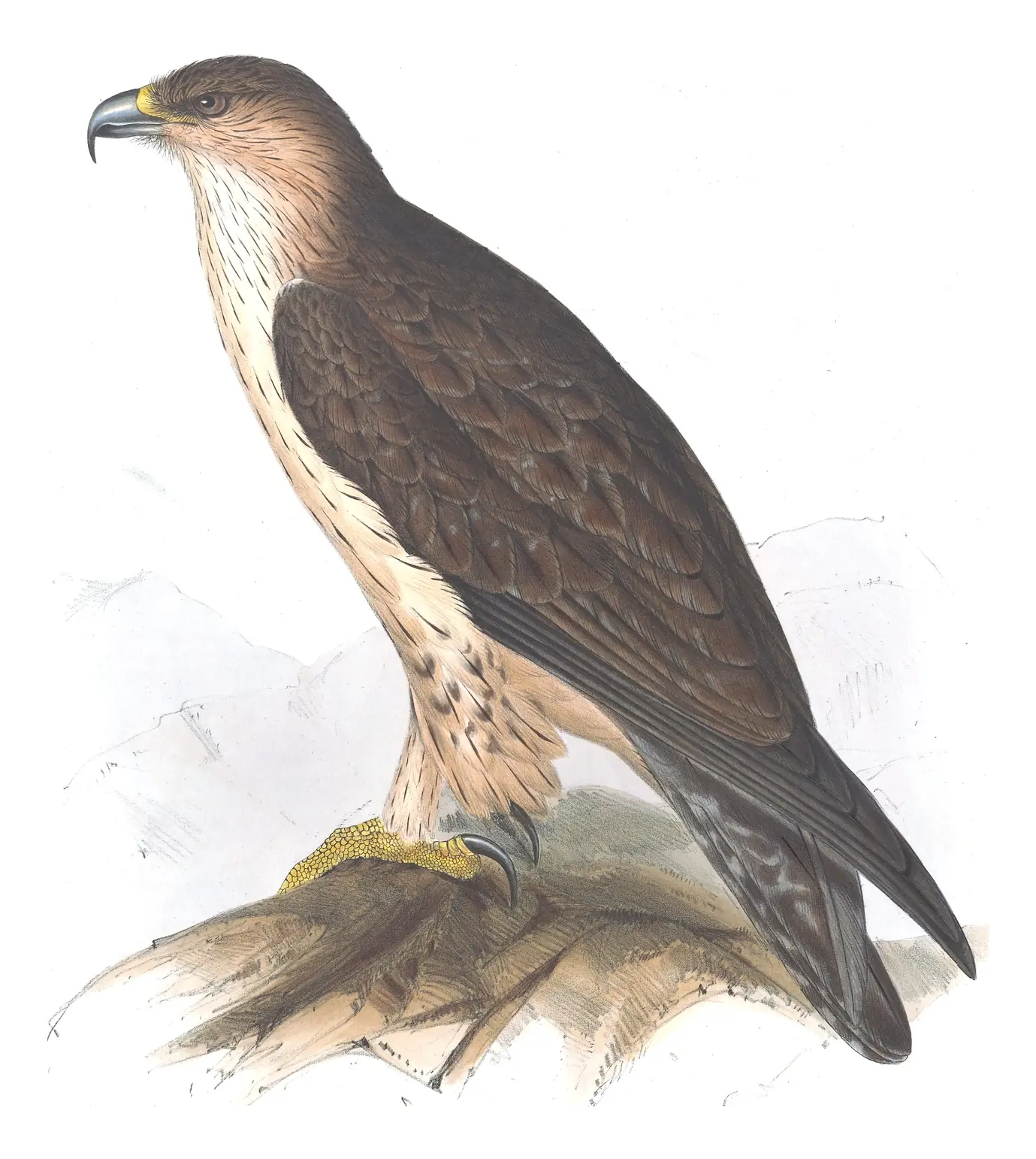Plate 7 of Gould's The Birds of Europe: Bonelli's Eagle (Aquila fasciata)