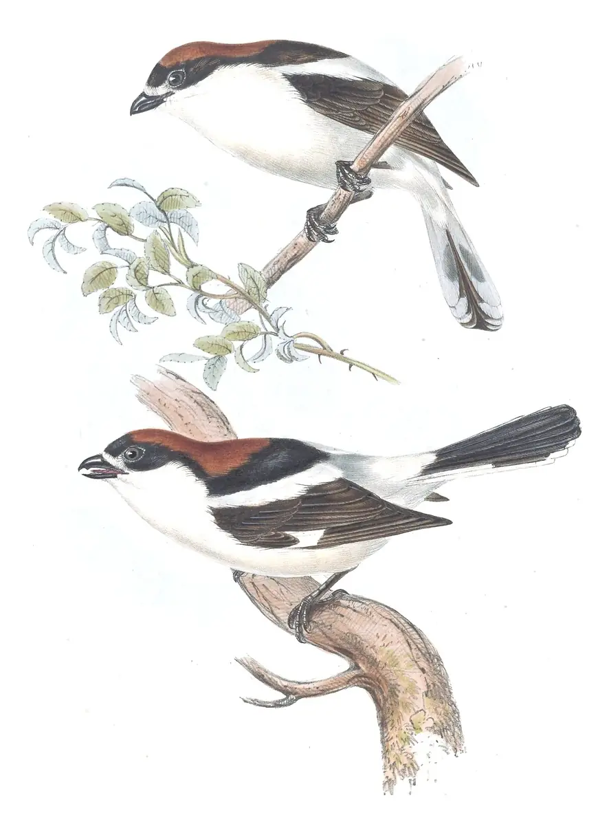 Plate 70 of Gould's The Birds of Europe: Woodchat Shrike (Lanius senator)