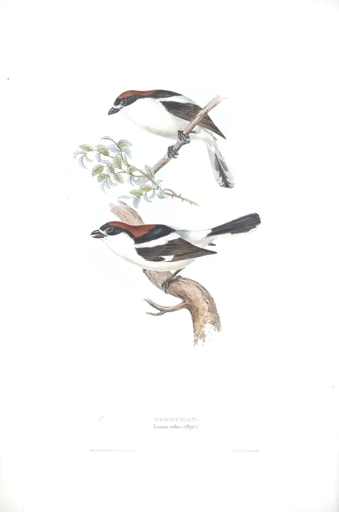 The whole sheet of plate 70, with its engraved caption