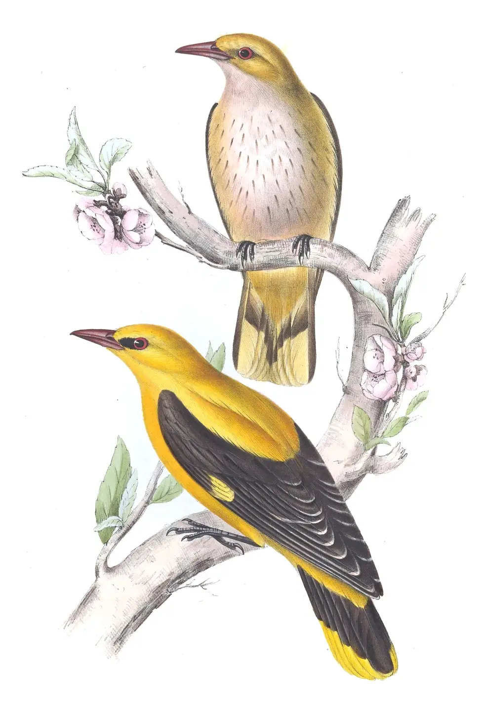 Plate 71 of Gould's The Birds of Europe: Eurasian Golden Oriole (Oriolus oriolus)