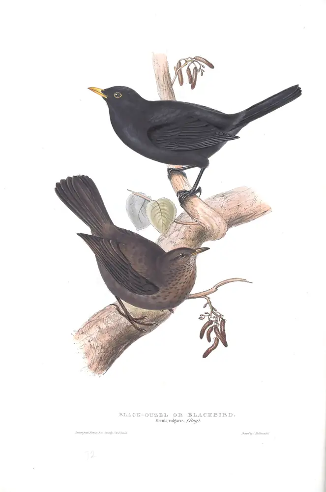 The whole sheet of plate 72, with its engraved caption