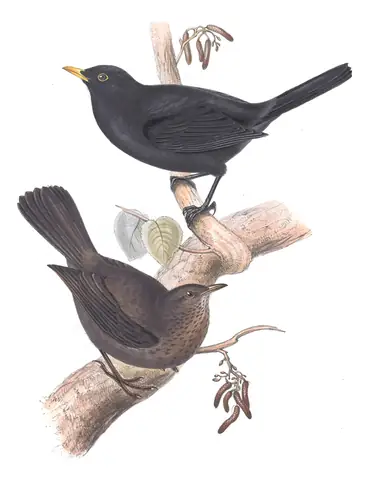 Plate 72 of Gould's The Birds of Europe: Eurasian Blackbird (Turdus merula)