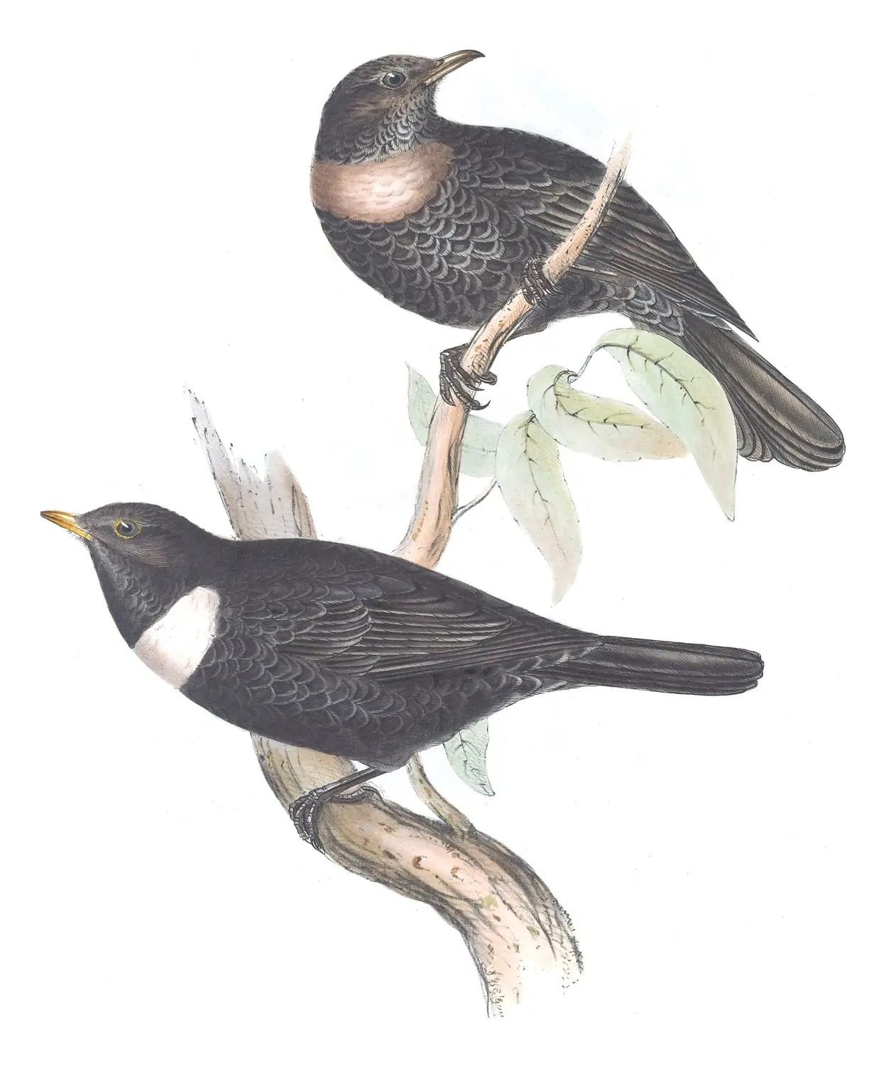 Plate 73 of Gould's The Birds of Europe: Ring Ouzel (Turdus torquatus)