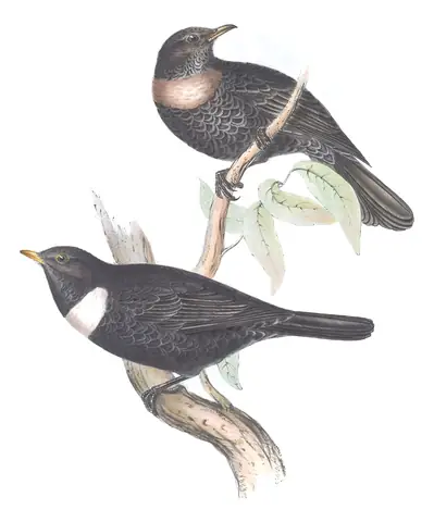 Plate 73 of Gould's The Birds of Europe: Ring Ouzel (Turdus torquatus)