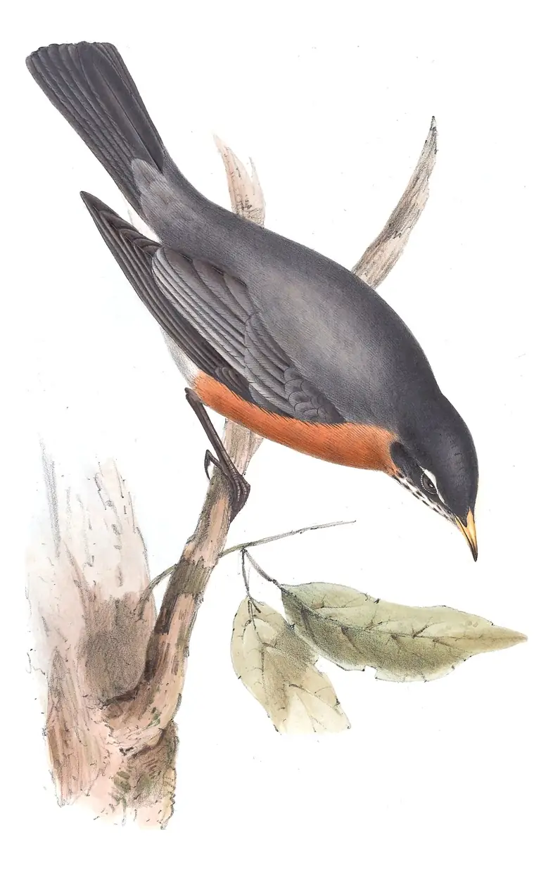 Plate 74 of Gould's The Birds of Europe: American Robin (Turdus migratorius)