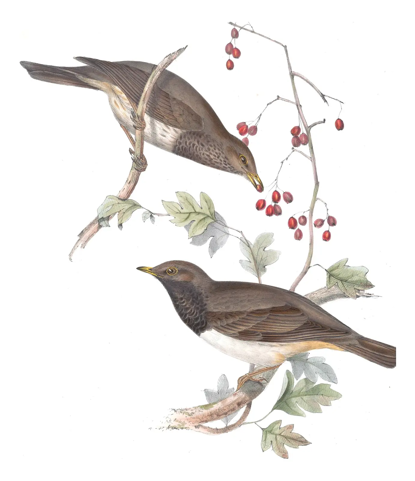 Plate 75 of Gould's The Birds of Europe: Black-throated Thrush (Turdus atrogularis)