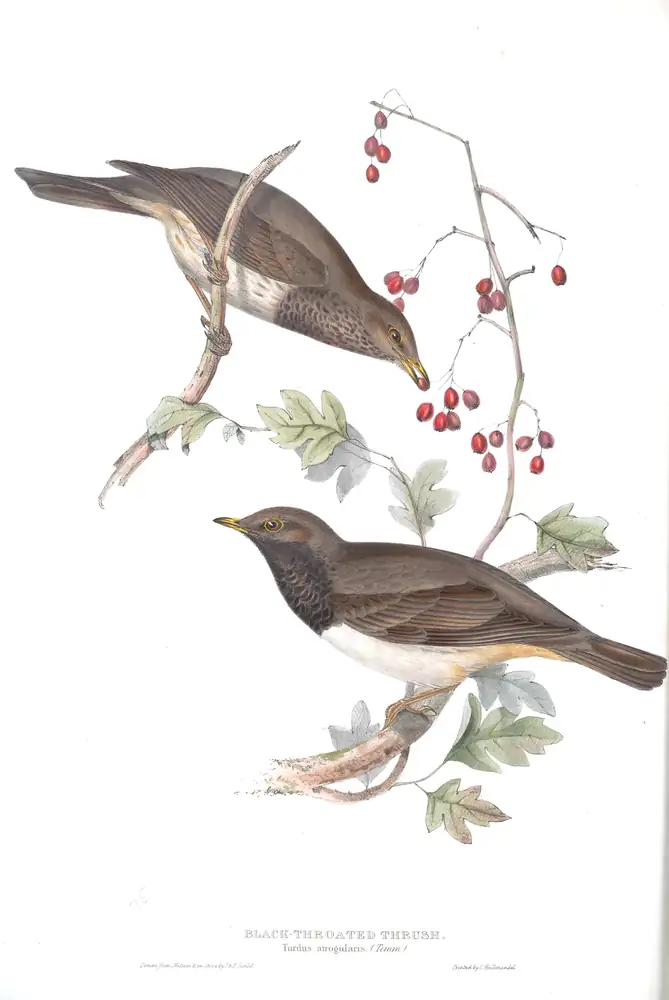 The whole sheet of plate 75, with its engraved caption