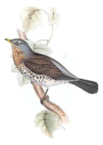 Plate 76 of Gould's The Birds of Europe: Fieldfare (Turdus pilaris)
