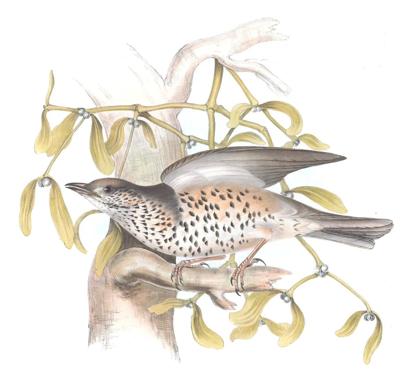 Plate 77 of Gould's The Birds of Europe: Mistle Thrush (Turdus viscivorus)