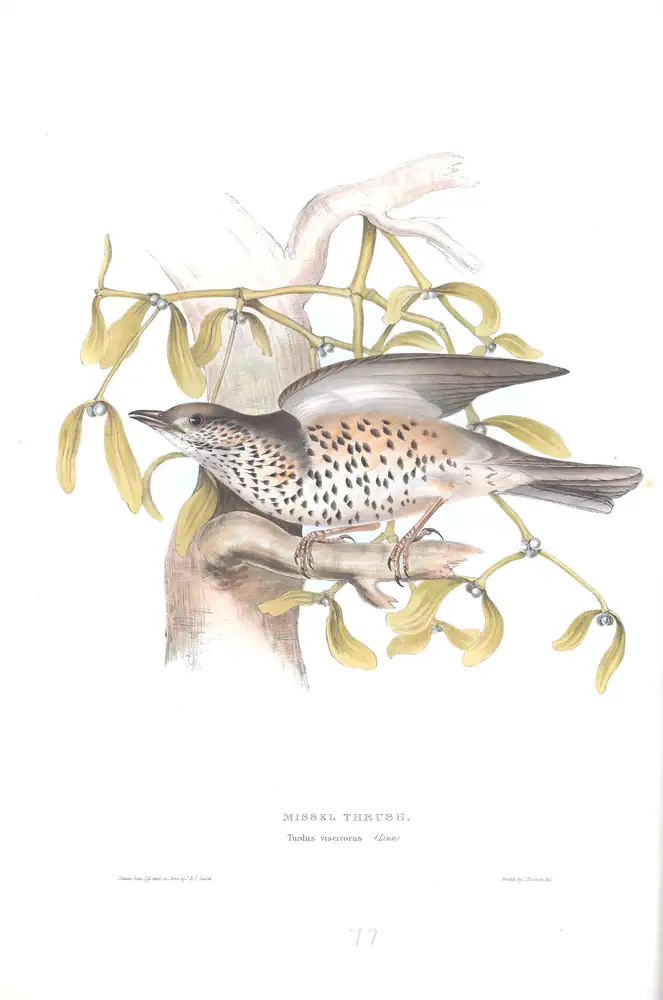 The whole sheet of plate 77, with its engraved caption