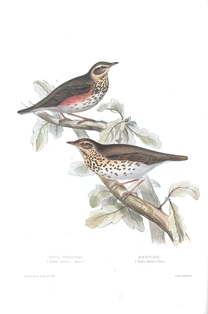 The whole sheet of plate 78, with its engraved caption