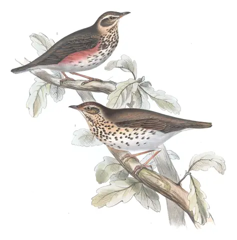 Plate 78 of Gould's The Birds of Europe: Song Thrush (Turdus philomelos) and Redwing (Turdus iliacus)