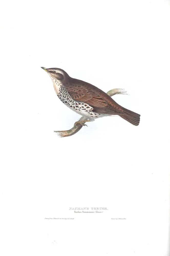 The whole sheet of plate 79, with its engraved caption