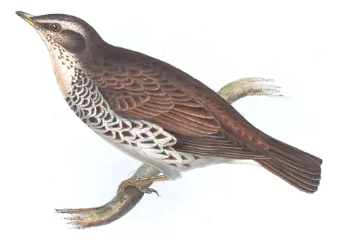 Plate 79 of Gould's The Birds of Europe: Dusky Thrush (Turdus eunomus)