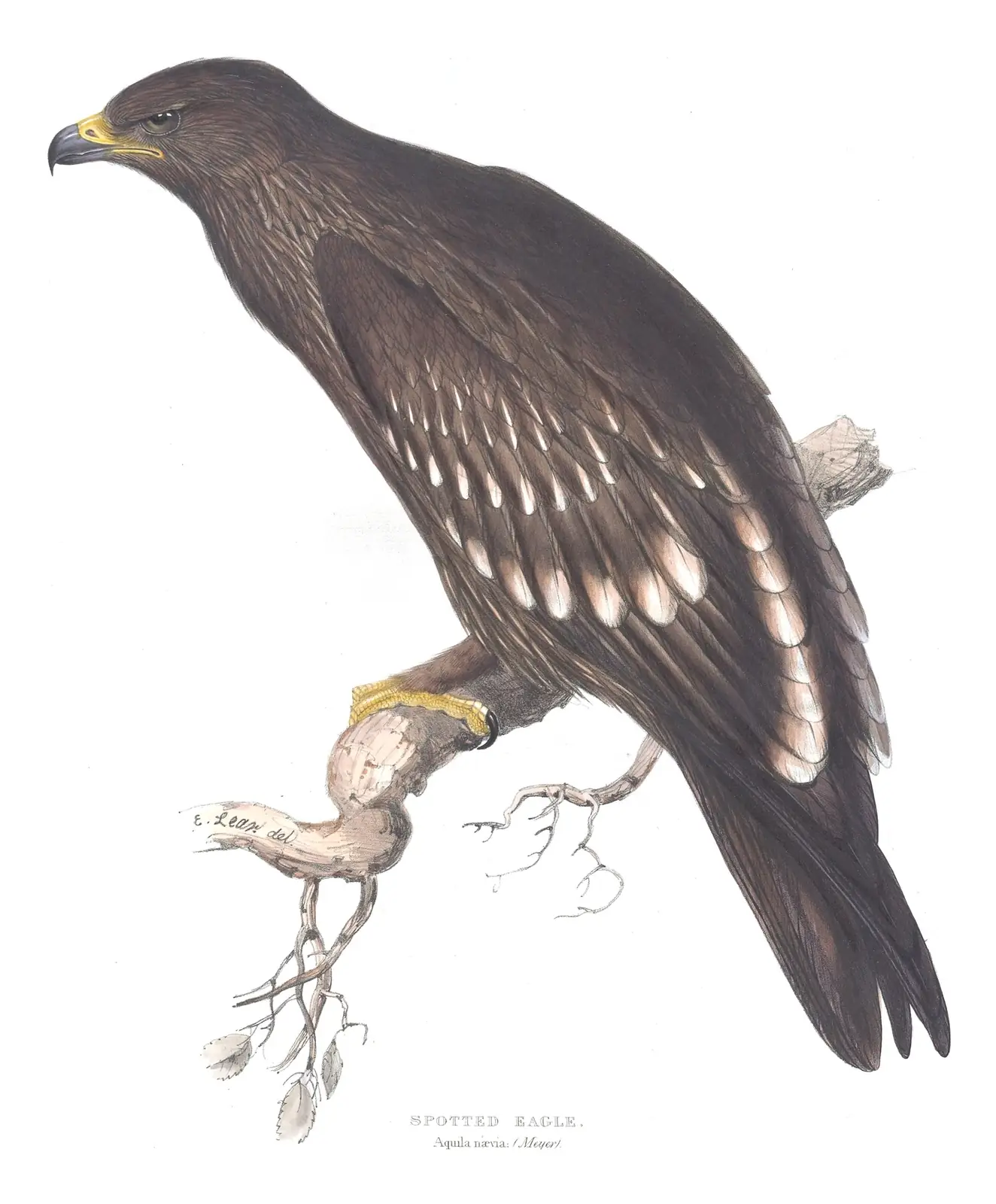 Plate 8 of Gould's The Birds of Europe: Greater Spotted Eagle (Clanga clanga)