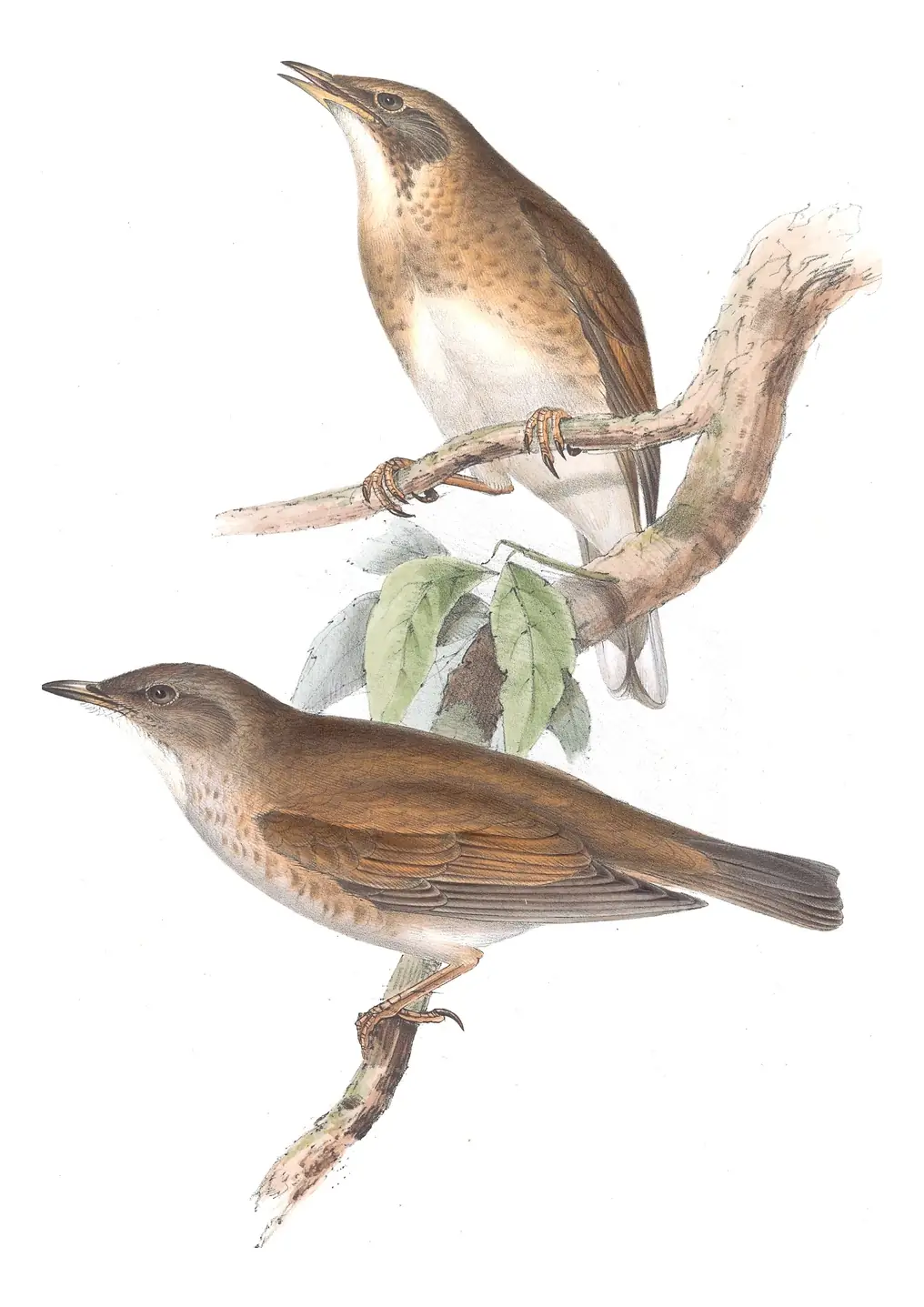 Plate 80 of Gould's The Birds of Europe: Pale Thrush (Turdus pallidus)