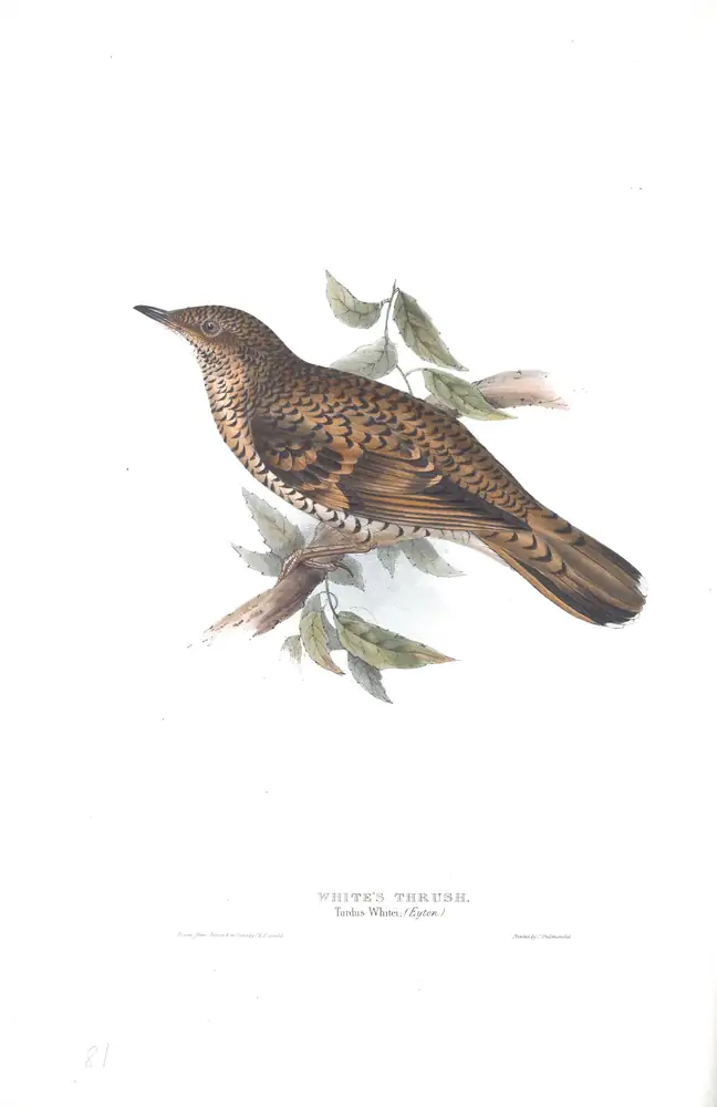 The whole sheet of plate 81, with its engraved caption