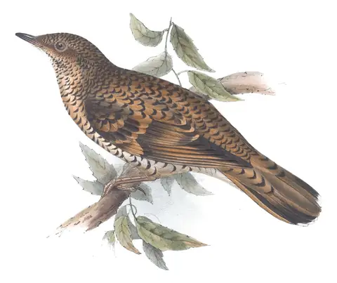Plate 81 of Gould's The Birds of Europe: White's Thrush (Zoothera aurea)