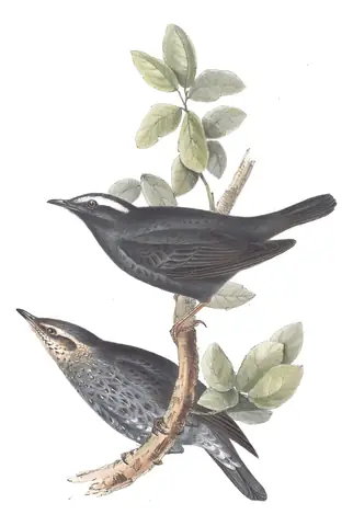 Plate 82 of Gould's The Birds of Europe: Siberian Thrush (Geokichla sibirica)