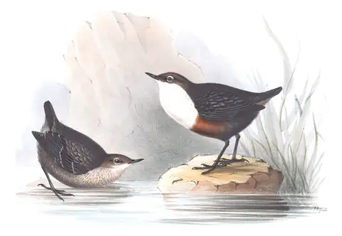 Plate 83 of Gould's The Birds of Europe: White-throated Dipper (Cinclus cinclus)