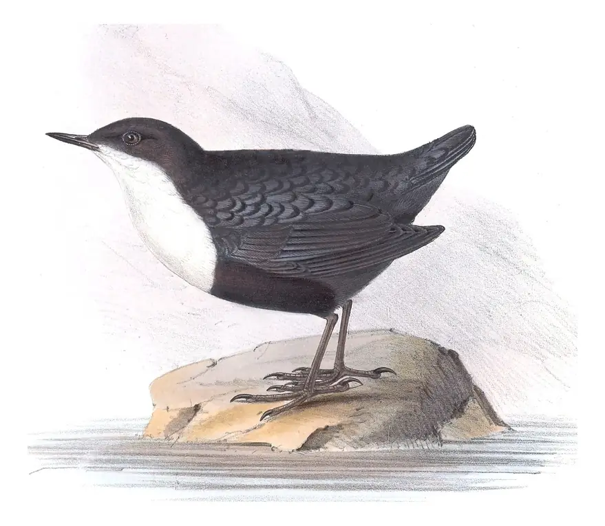 Plate 84 of Gould's The Birds of Europe: White-throated Dipper (Cinclus cinclus)