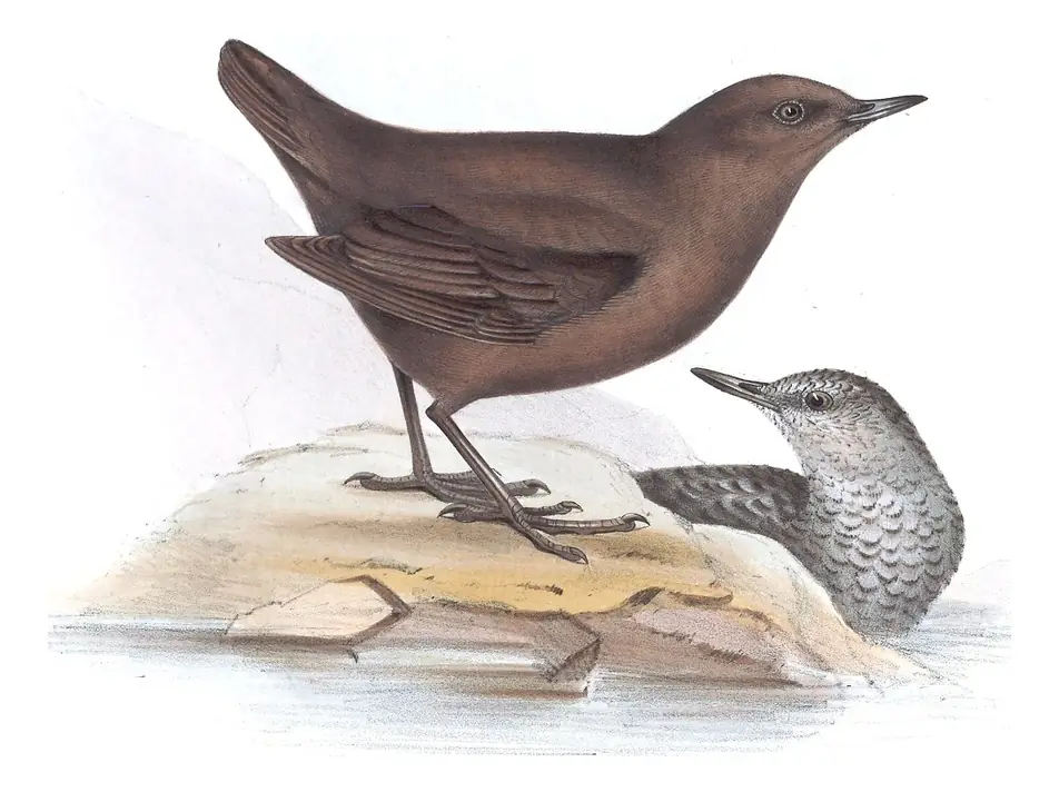 Plate 85 of Gould's The Birds of Europe: Brown Dipper (Cinclus pallasii)