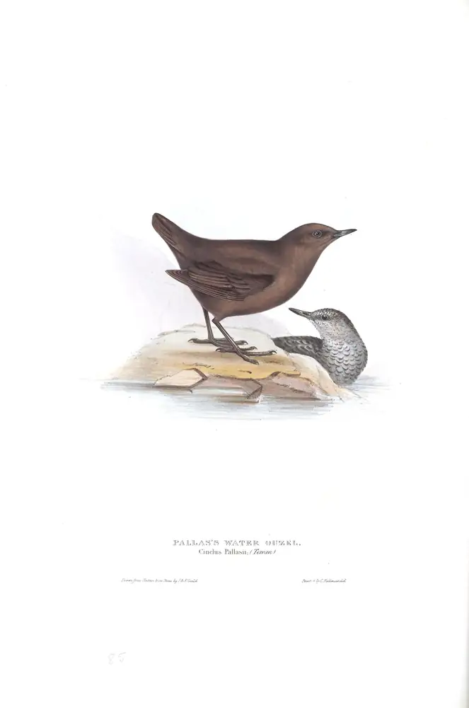 The whole sheet of plate 85, with its engraved caption
