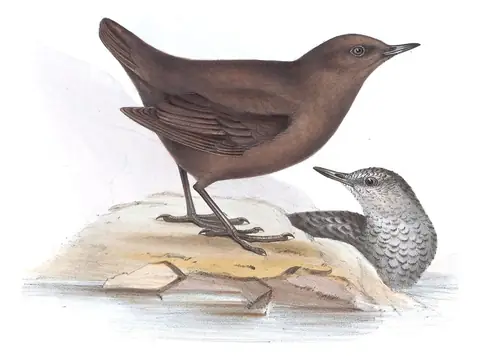 Plate 85 of Gould's The Birds of Europe: Brown Dipper (Cinclus pallasii)