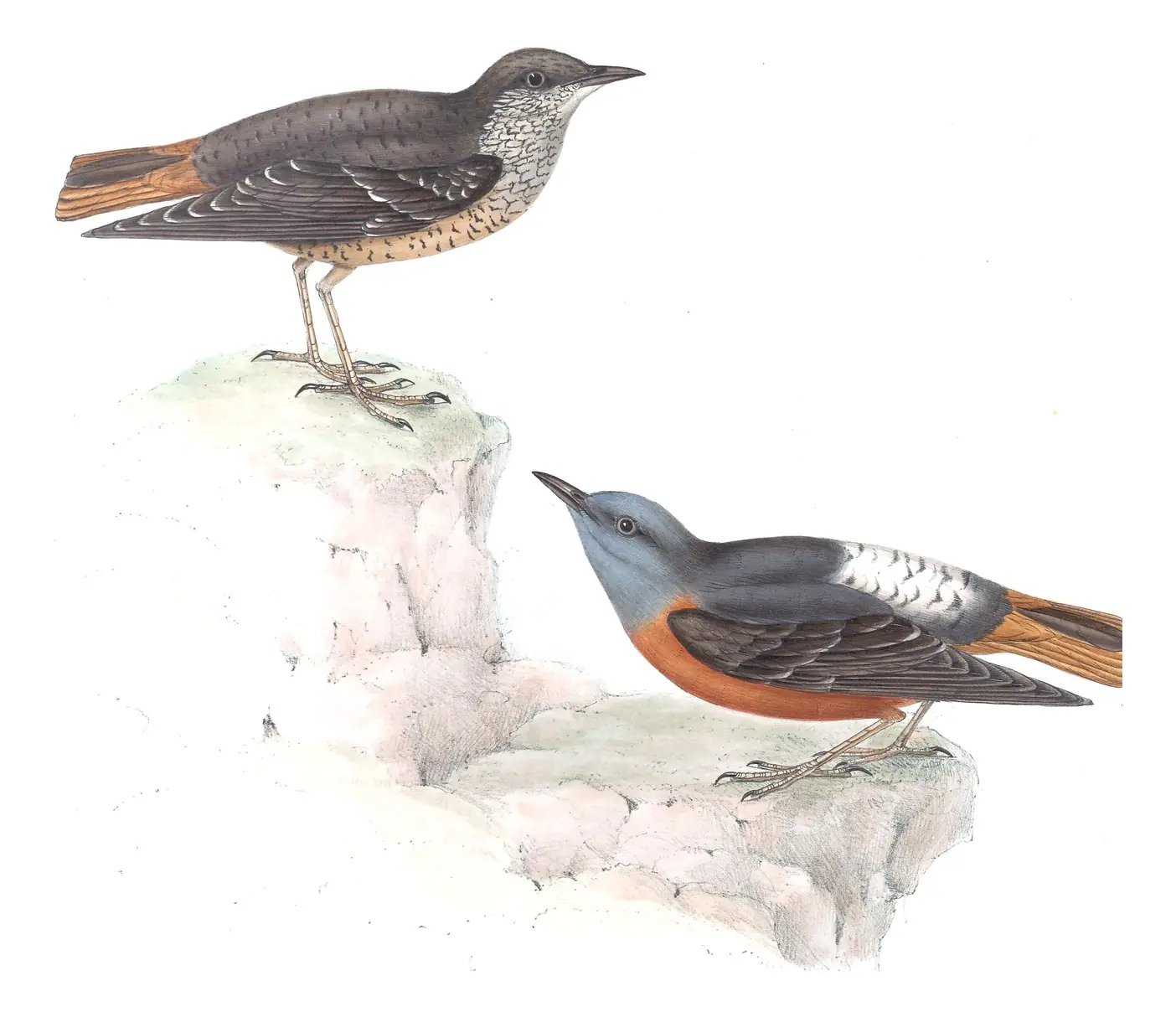 Plate 86 of Gould's The Birds of Europe: Rufous-tailed Rock-Thrush (Monticola saxatilis)