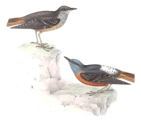 Plate 86 of Gould's The Birds of Europe: Rufous-tailed Rock-Thrush (Monticola saxatilis)