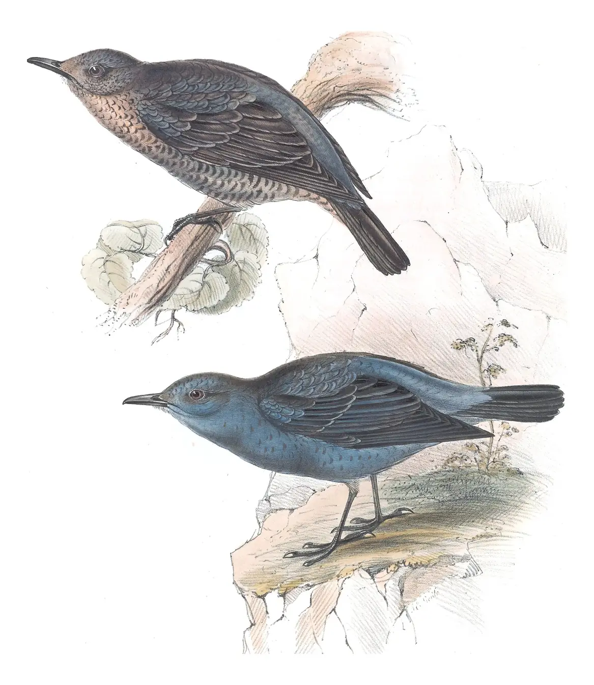 Plate 87 of Gould's The Birds of Europe: Blue Rock-Thrush (Monticola solitarius)