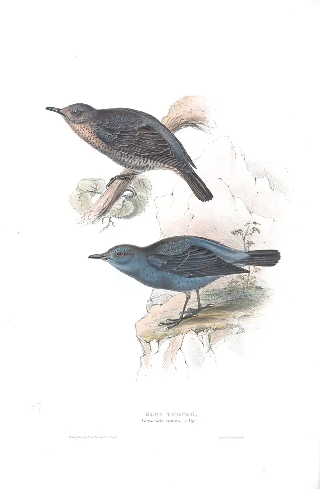 The whole sheet of plate 87, with its engraved caption