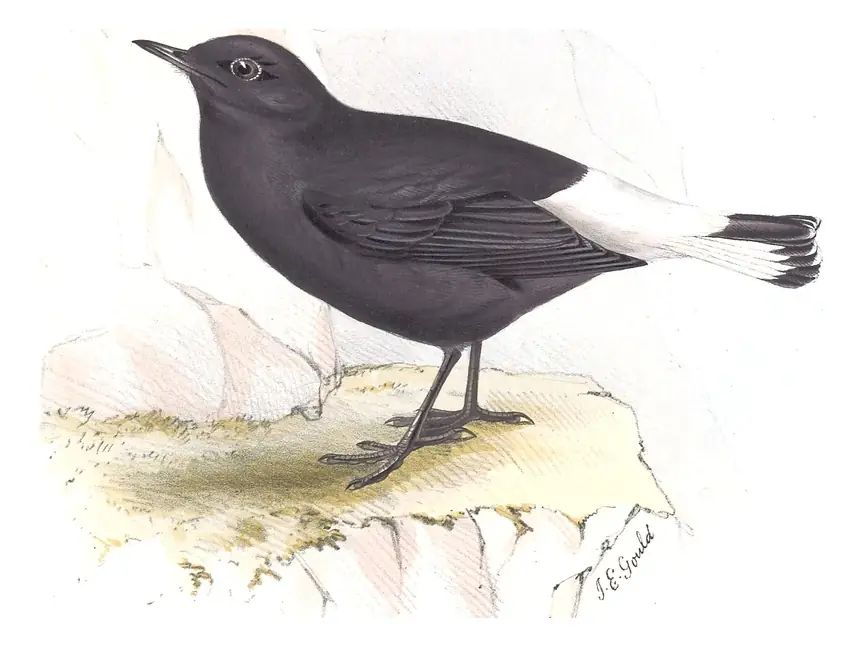 Plate 88 of Gould's The Birds of Europe: Black Wheatear (Oenanthe leucura)