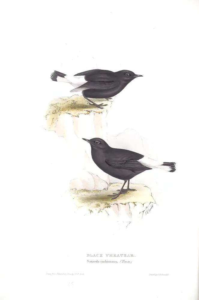 The whole sheet of plate 88, with its engraved caption
