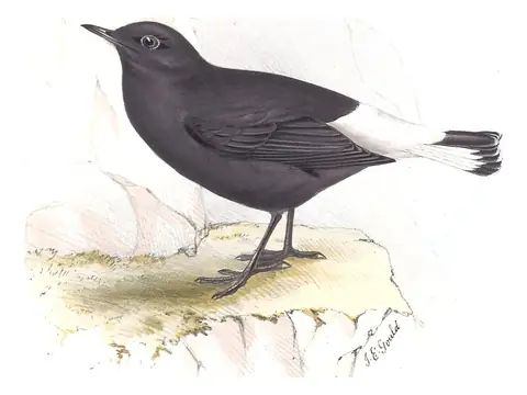 Plate 88 of Gould's The Birds of Europe: Black Wheatear (Oenanthe leucura)