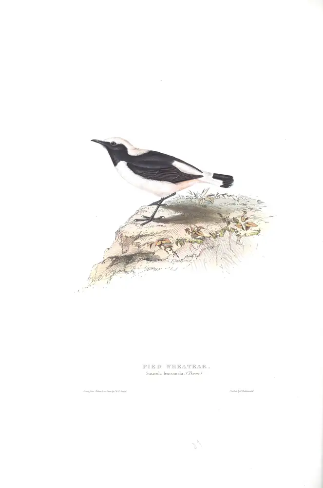 The whole sheet of plate 89, with its engraved caption