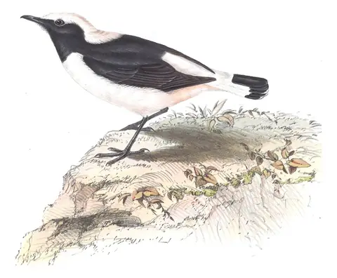 Plate 89 of Gould's The Birds of Europe: Pied Wheatear (Oenanthe pleschanka)