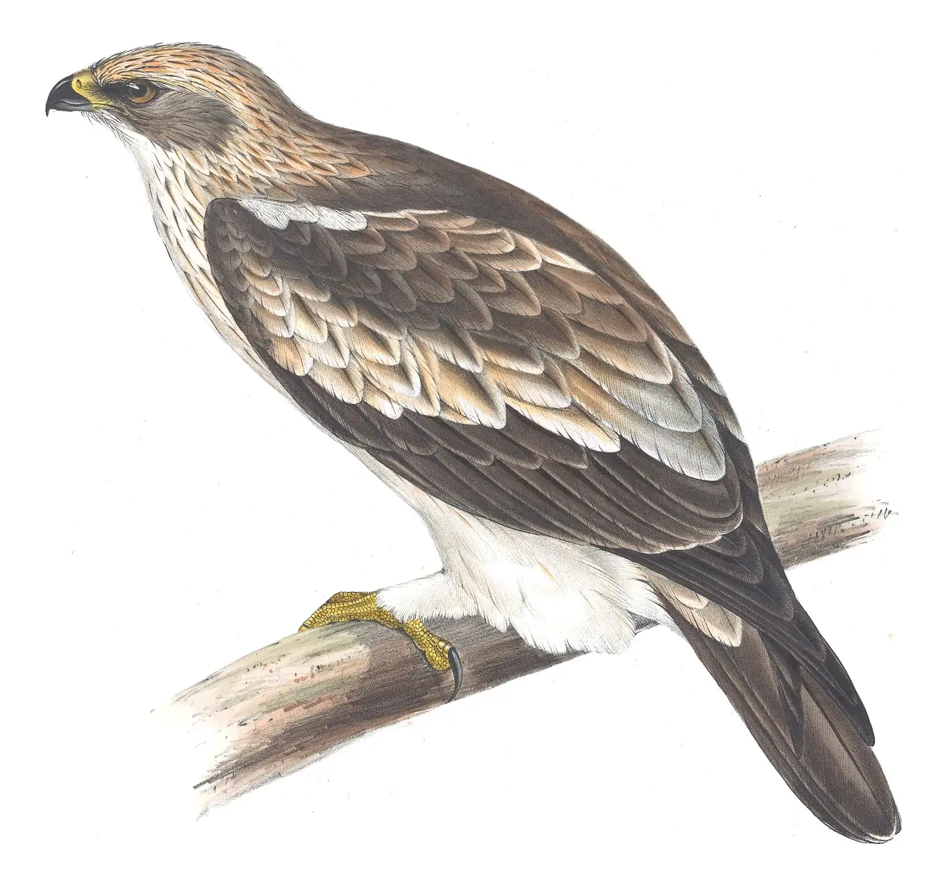 Plate 9 of Gould's The Birds of Europe: Booted Eagle (Hieraaetus pennatus)