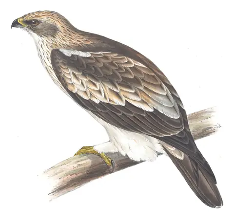 Plate 9 of Gould's The Birds of Europe: Booted Eagle (Hieraaetus pennatus)