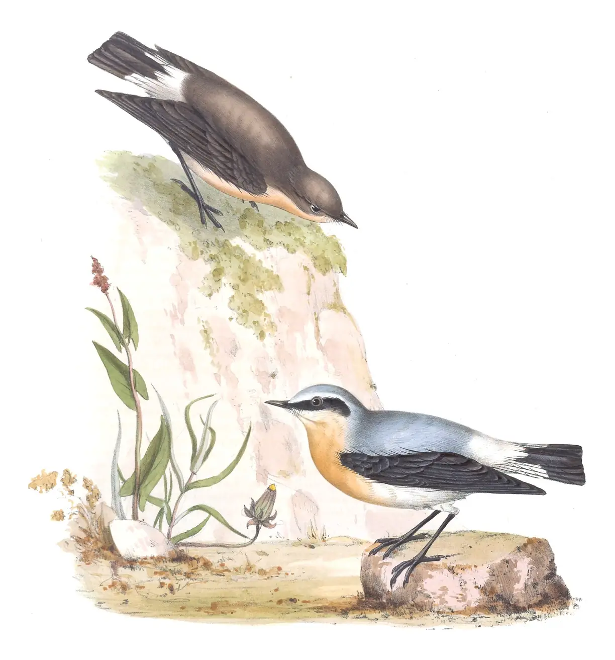 Plate 90 of Gould's The Birds of Europe: Northern Wheatear (Oenanthe oenanthe)