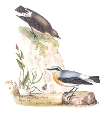Plate 90 of Gould's The Birds of Europe: Northern Wheatear (Oenanthe oenanthe)