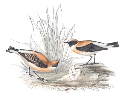 Plate 91 of Gould's The Birds of Europe: Western Black-eared Wheatear (Oenanthe hispanica)