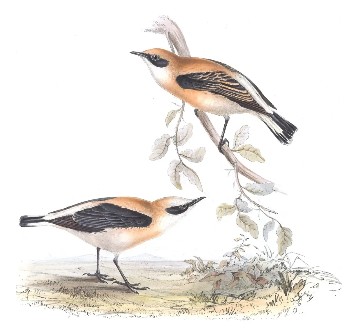 Plate 92 of Gould's The Birds of Europe: Western Black-eared Wheatear (Oenanthe hispanica)